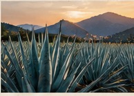 Blue-green agave plants beneath hazy mountains at sunset; illustrative agave landscape, not an identified Tierra Noble field.