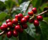 Illustrative editorial photograph representing coffee; not an official product image