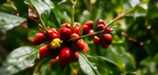 Illustrative editorial photograph representing coffee; not an official product image