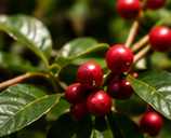 Illustrative editorial photograph representing coffee; not an official product image
