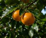 Illustrative editorial photograph representing fruit; not an official product image