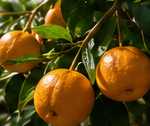 Illustrative editorial photograph representing fruit; not an official product image