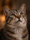 Illustrative editorial photograph representing animal; not an official product image