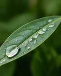 Illustrative editorial photograph representing plant; not an official product image