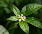 Illustrative editorial photograph representing plant; not an official product image