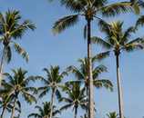 Illustrative editorial photograph representing palm; not an official product image