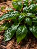 Illustrative editorial photograph representing plant; not an official product image