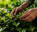 Illustrative editorial photograph representing plant; not an official product image