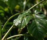 Illustrative editorial photograph representing plant; not an official product image