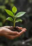 Illustrative editorial photograph representing plant; not an official product image