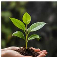 Illustrative lifestyle photograph for garden & sustainable home sample concept
