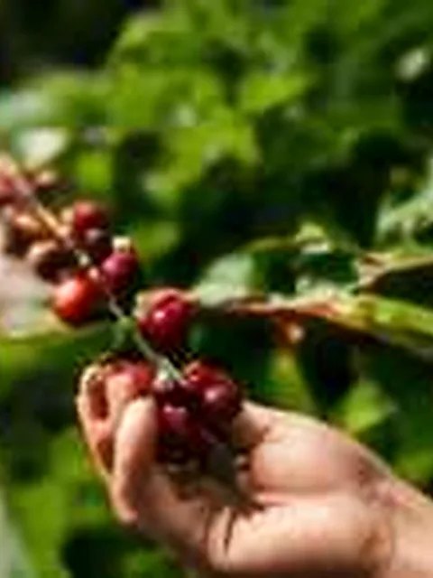 Illustrative editorial demo photograph accompanying a fictional MAQ.BIO story about coffee; no real Brand or Product depicted as verified.