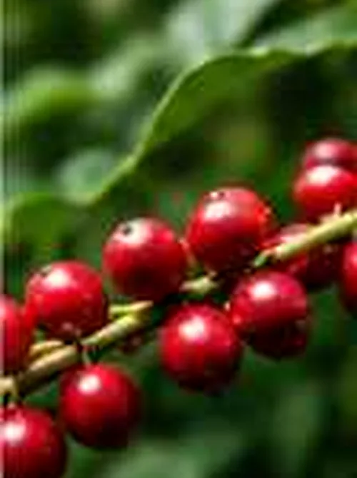 Illustrative editorial demo photograph accompanying a fictional MAQ.BIO story about coffee; no real Brand or Product depicted as verified.