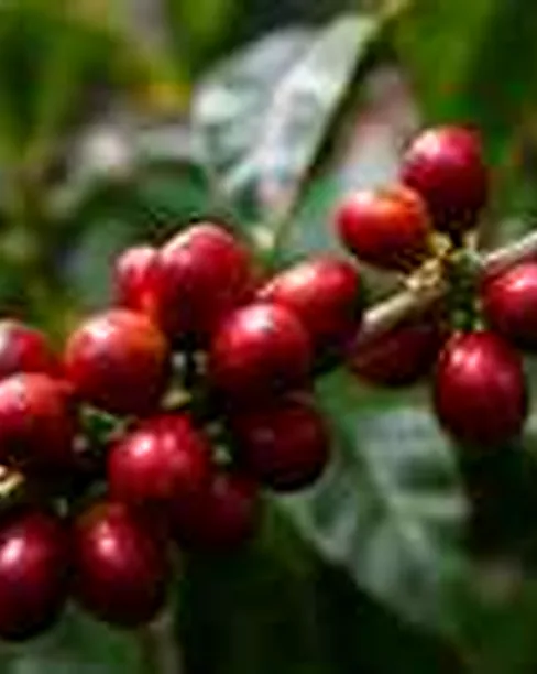 Illustrative editorial demo photograph accompanying a fictional MAQ.BIO catalyst about coffee; no real Brand or Product depicted as verified.